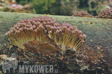 Mycena renati