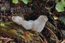 Pseudohydnum gelatinosum