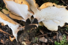 Polyporus varius