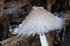 Coprinopsis cinerea