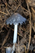 Coprinopsis cinerea