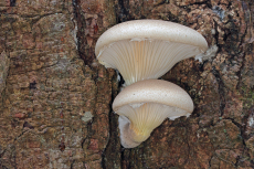 Pleurotus dryinus