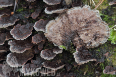 Thelephora terrestris