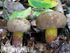 Boletus pulverulentus