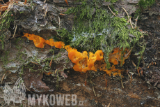 Pycnoporellus fulgens