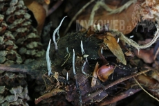 Xylaria carpophila