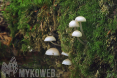 Mycena laevigata