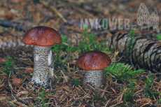 Leccinum piceinum