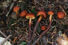 Phaeocollybia jennyae