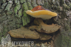 Ganoderma resinaceum