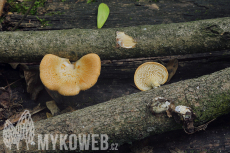 Polyporus alveolaris