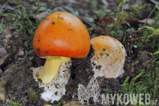 Amanita caesarea