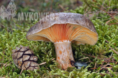 Lactarius quieticolor