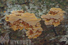 Pycnoporellus fulgens