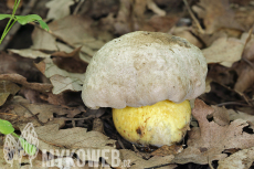 Boletus radicans