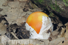 Amanita caesarea