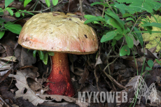 Boletus rhodoxanthus