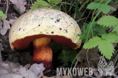 Boletus rhodoxanthus