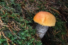 Leccinum versipelle