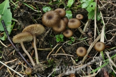 Entoloma politum