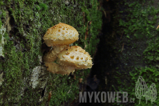 Pholiota squarrosoides