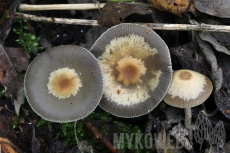 Psilocybe serbica var. arcana