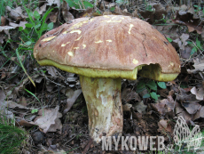 Boletus appendiculatus