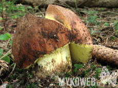 Boletus appendiculatus