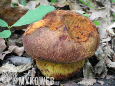 Boletus rhodopurpureus