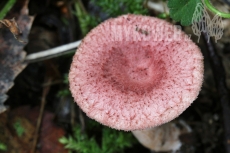 Lactarius spinosulus