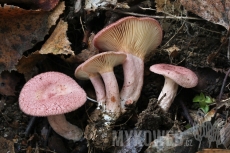 Lactarius spinosulus