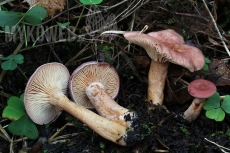 Lactarius lilacinus