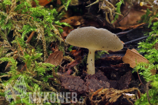 Helvella macropus