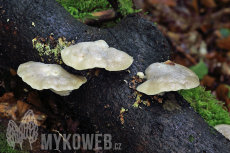 Tyromyces chioneus