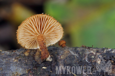 Phaeomarasmius erinaceus