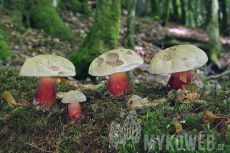 Boletus calopus