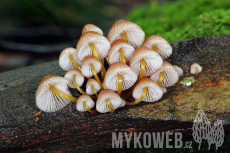 Mycena renati