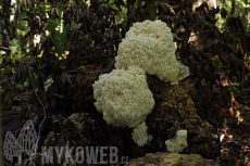 Hericium alpestre