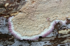 Phlebia centrifuga