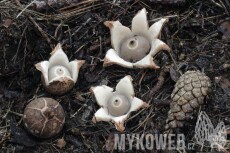 Geastrum michelianum