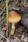 Conocybe aporos