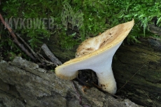 Polyporus tuberaster