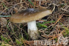 Hygrophorus latitabundus