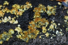 Neobarya parasitica
