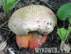 Boletus legaliae