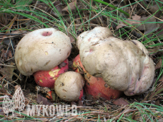 Boletus legaliae