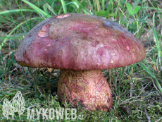 Boletus legaliae