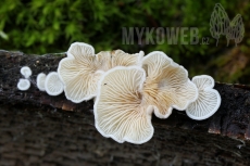 Crepidotus variabilis