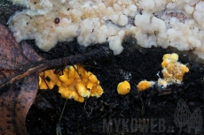 Trichoderma aurantioeffusum