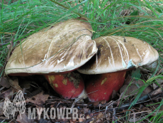 Boletus satanas